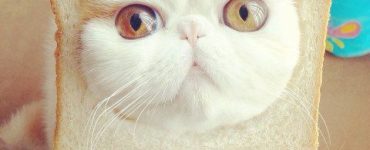 SEC запускает расследование в отношении Binance